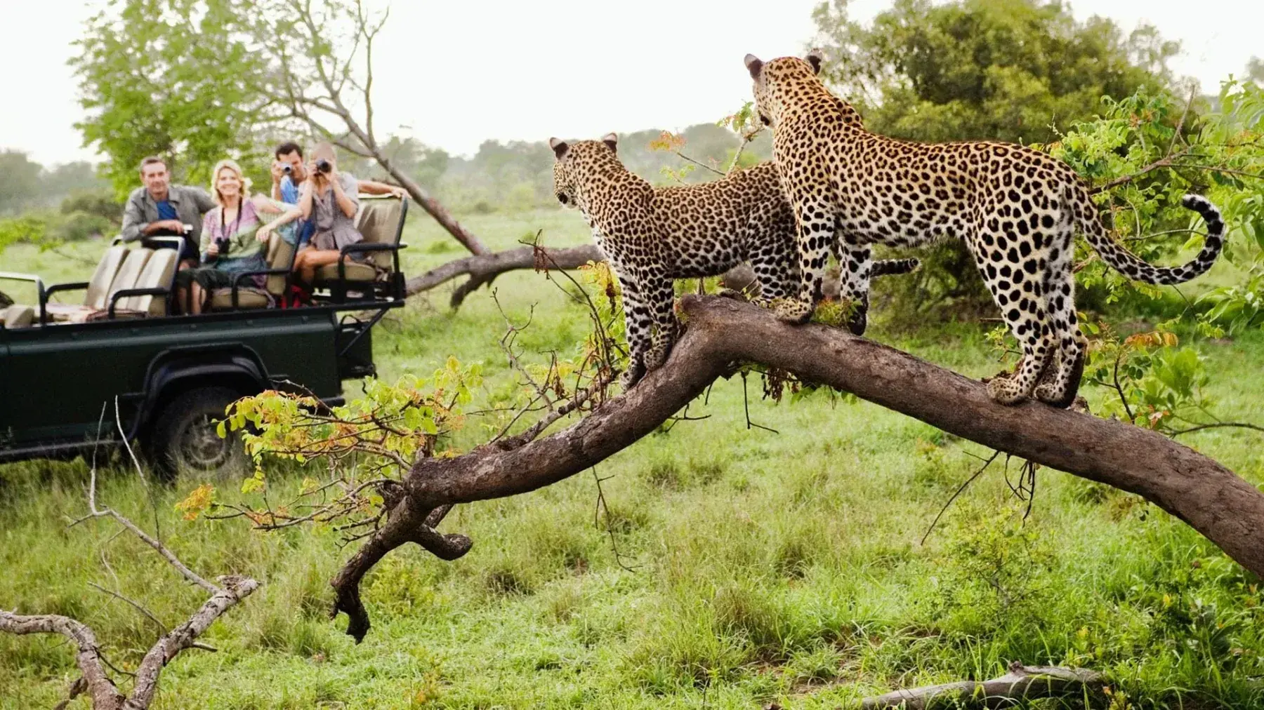 A leopard sighting from the safari jeep