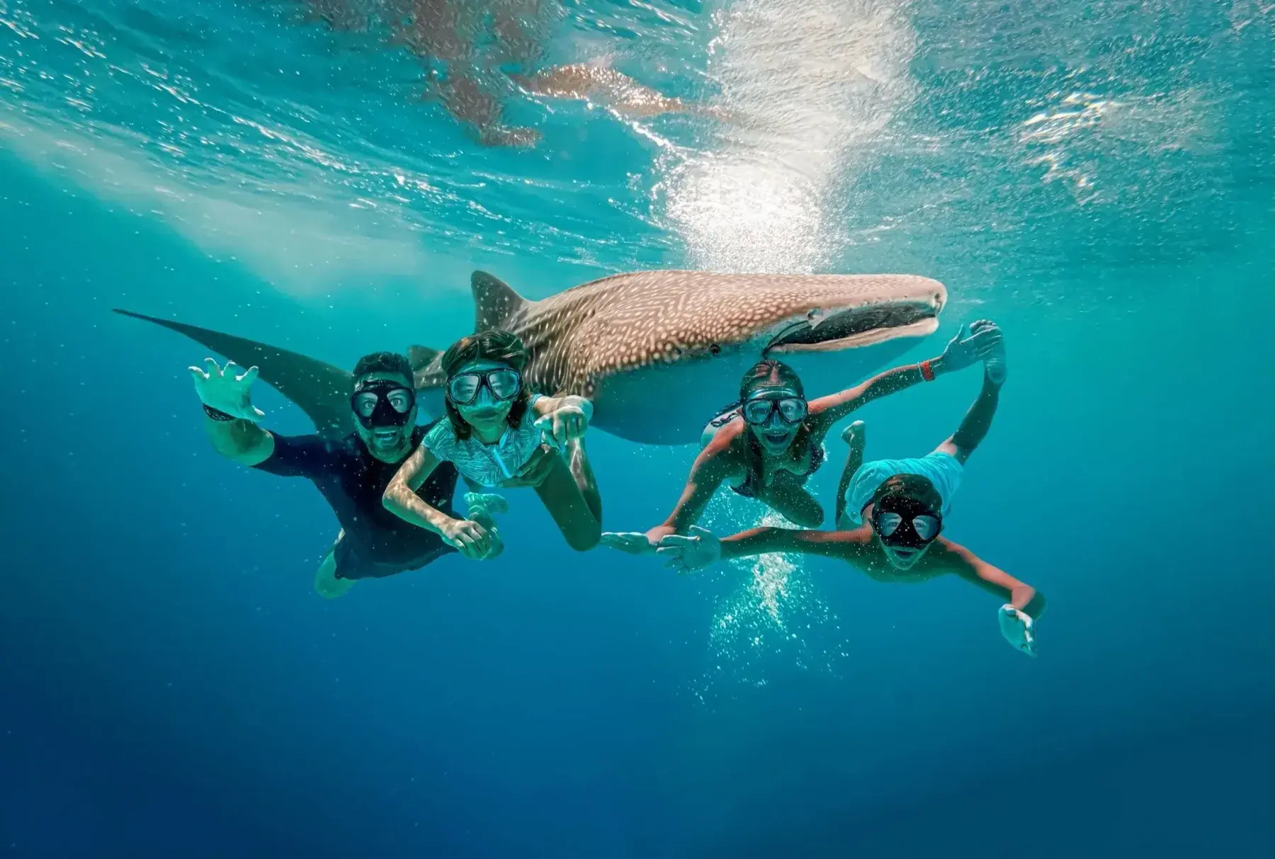 Swimming beside a whale shark