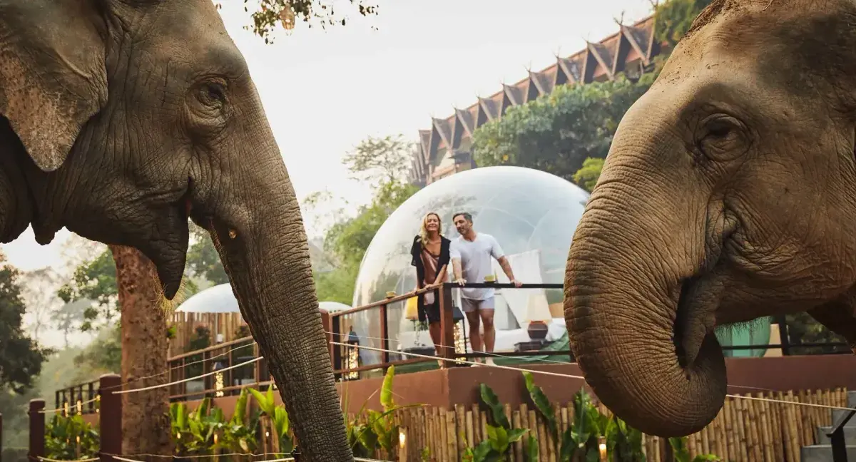 A couple stands in front of jungle bubbles with elephants in the foreground