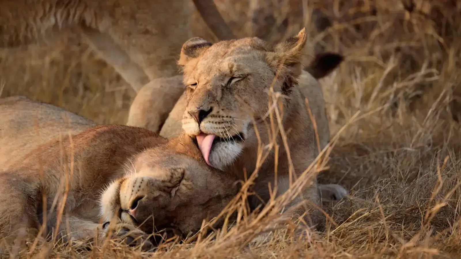 A lion licks another in Kruger National Park