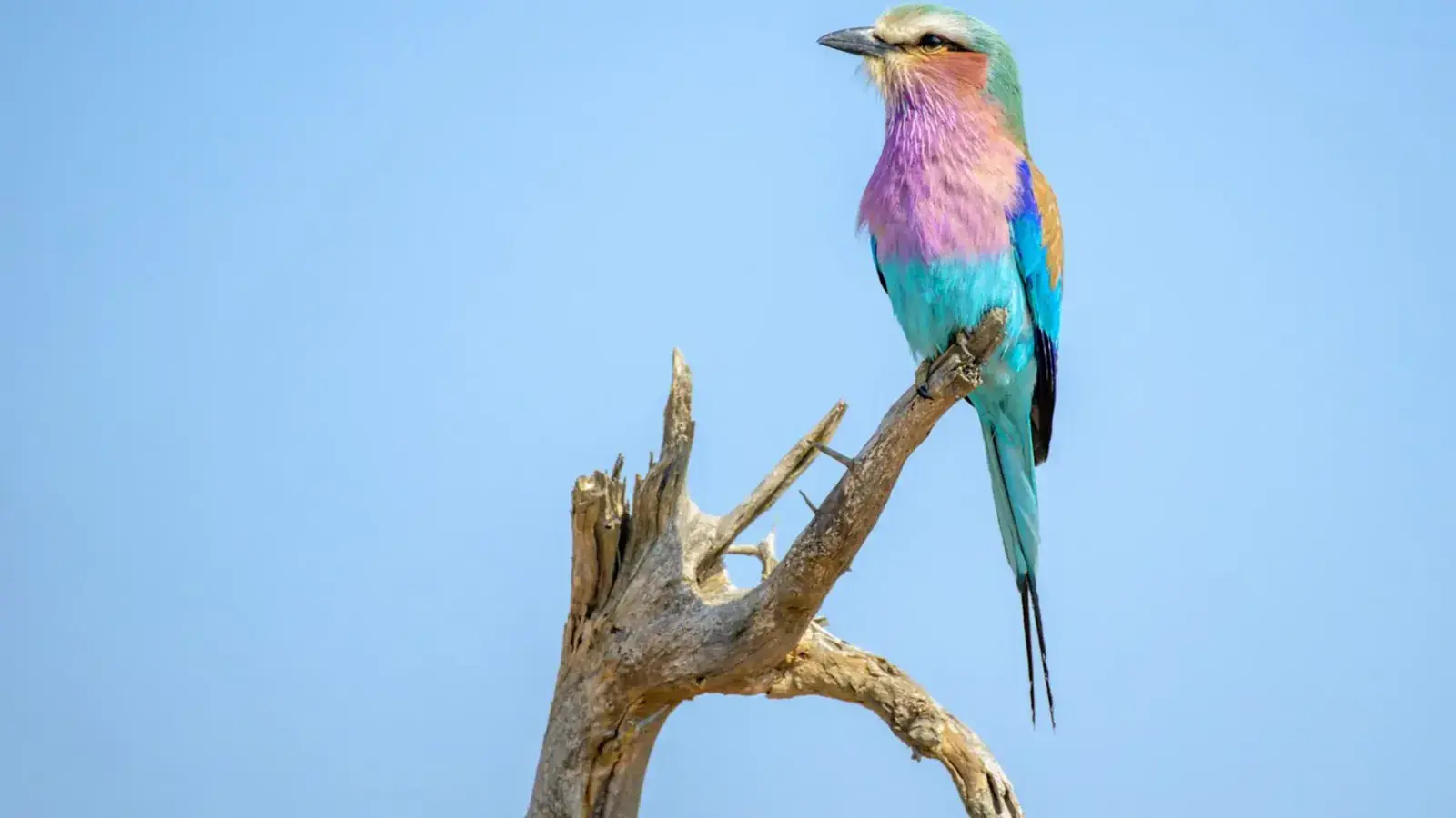 A very colorful bird perched on a branch