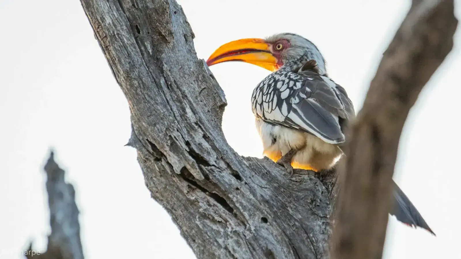 A bird with a huge beak in a tree