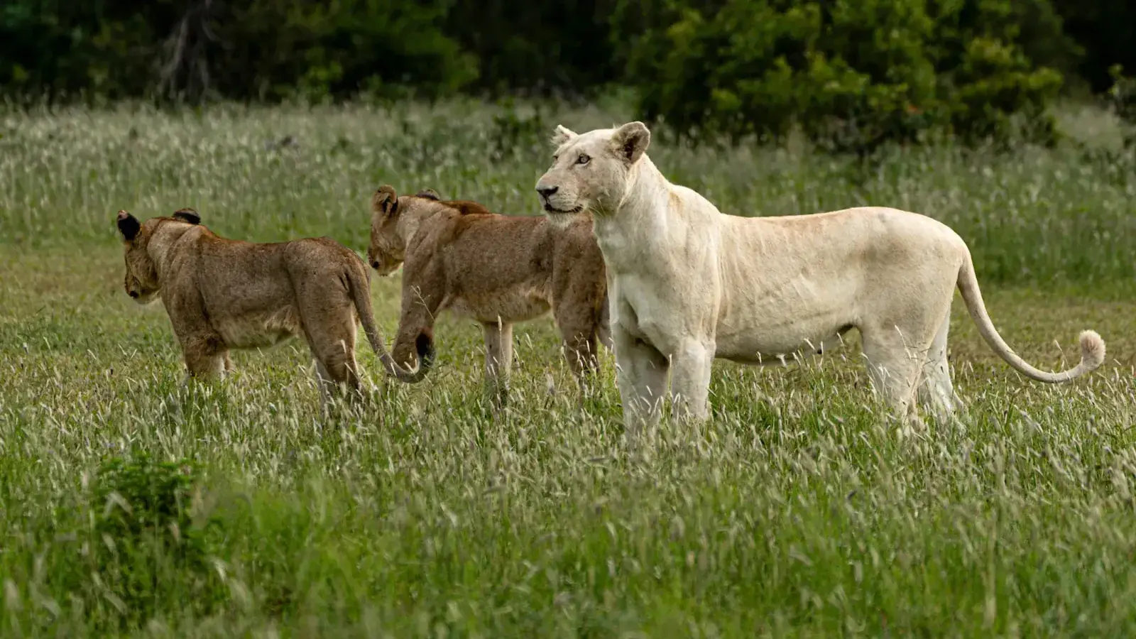 A white lion and 2 normal lions in Kruger National Park
