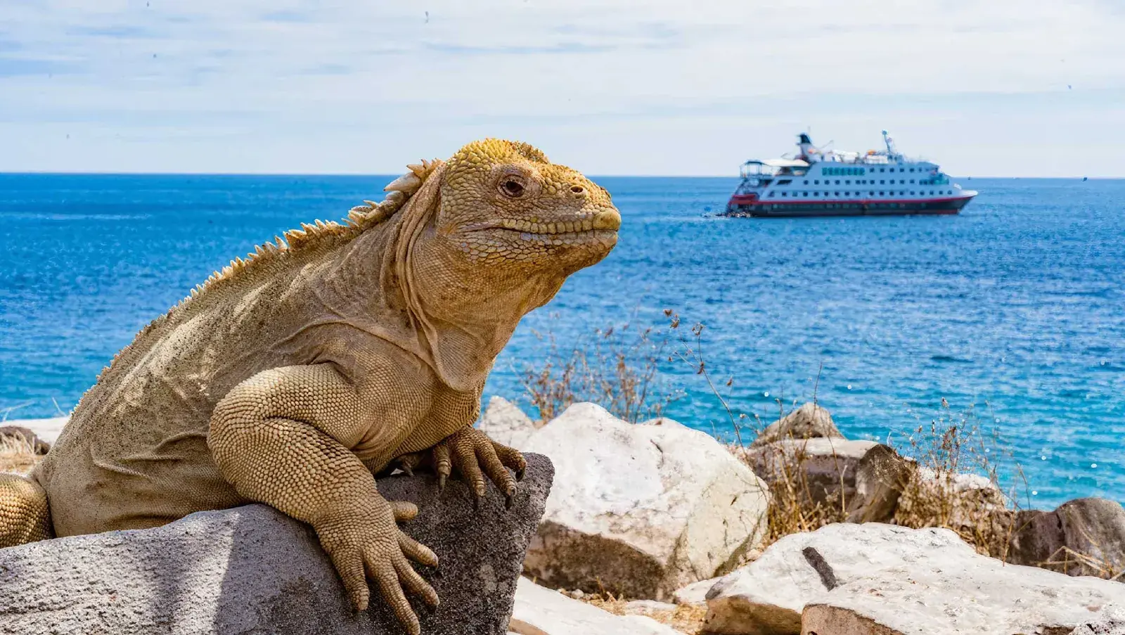 MS Santa Cruz II Galapagos cruise ship behind an iguana