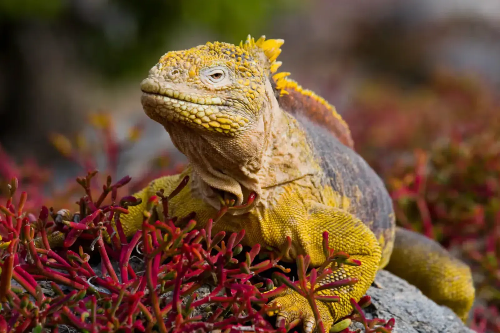 A Galapagos land iguana