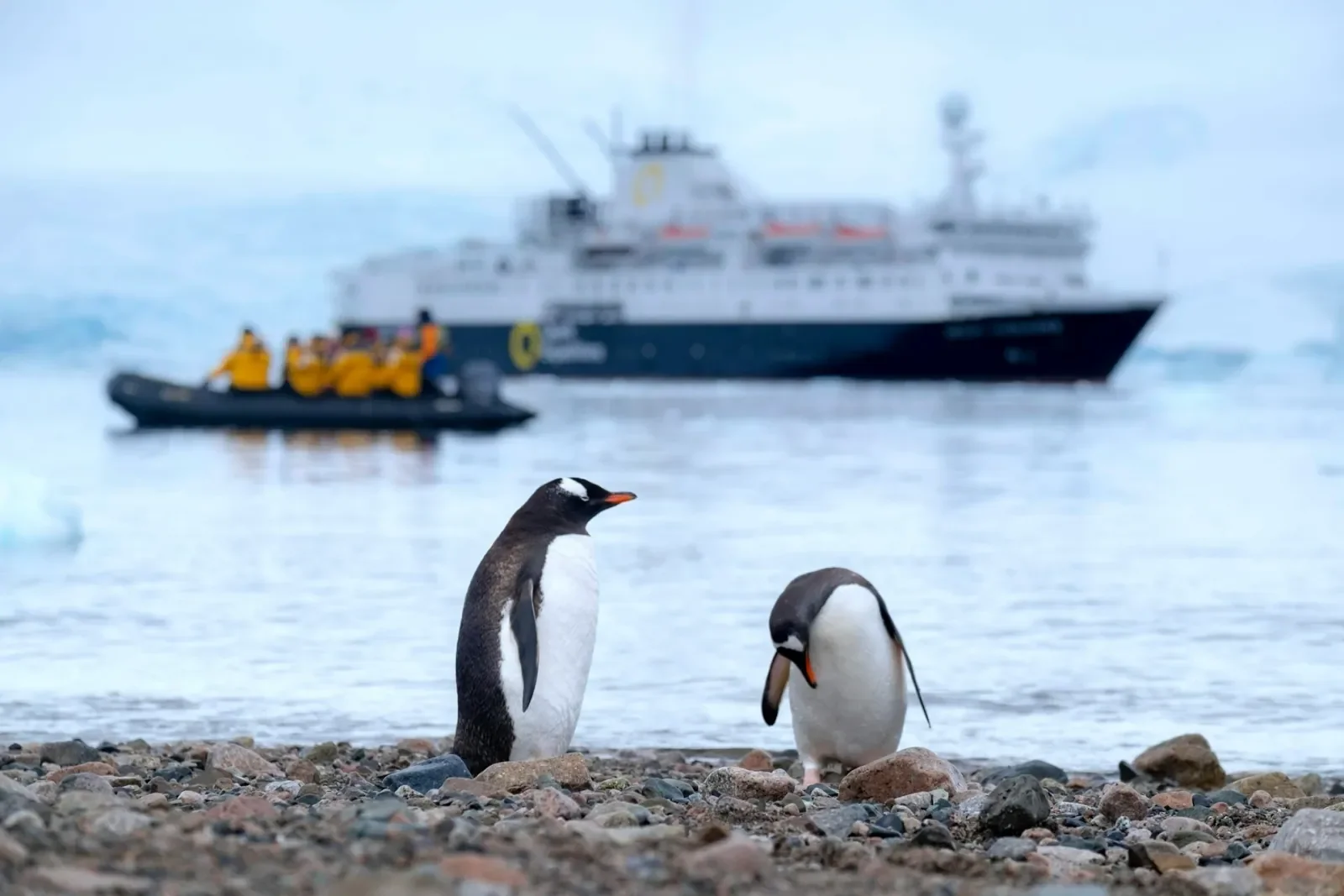 Penguins stand together on a rocky shore in Antarctica with an expedition Zodiac and cruise ship in the background