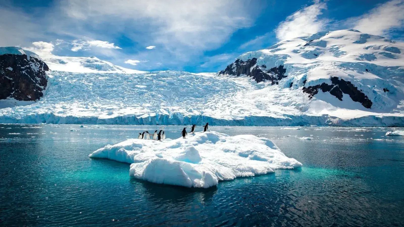 Penguins on an iceberg in Antarctica