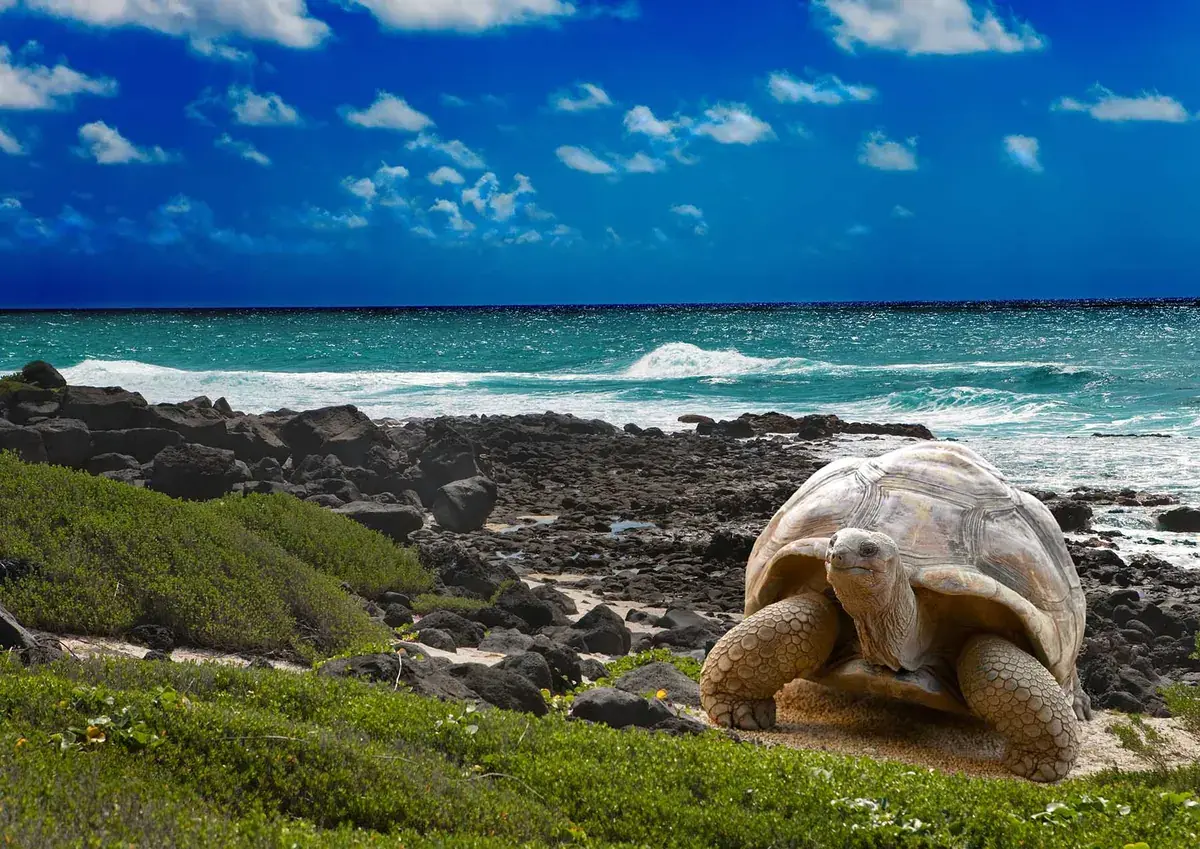 A giant Galápagos tortoise rests on a sun-drenched beach in the Galápagos Islands