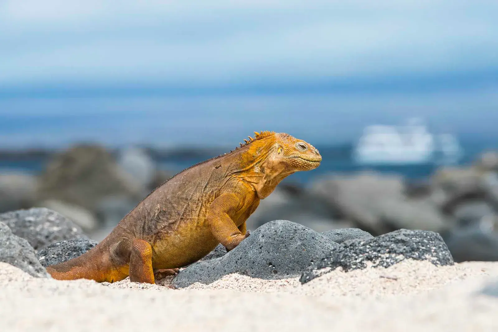A Galápagos land iguana basks in the sun on volcanic rock