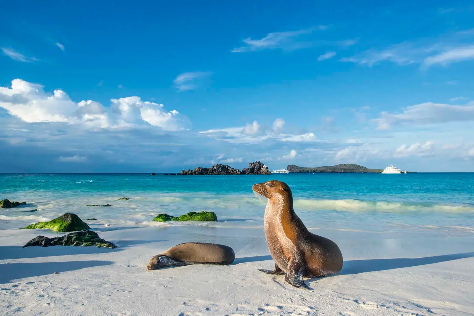 Galápagos sea lions lounge on a white sand beach with turquoise water behind them