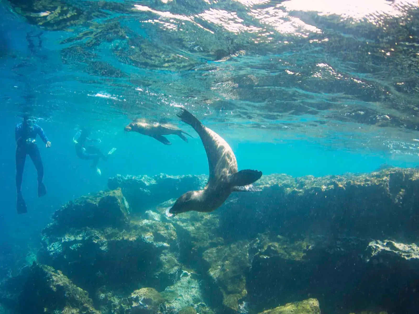 A snorkeler swims alongside playful Galápagos sea lions in crystal-clear water