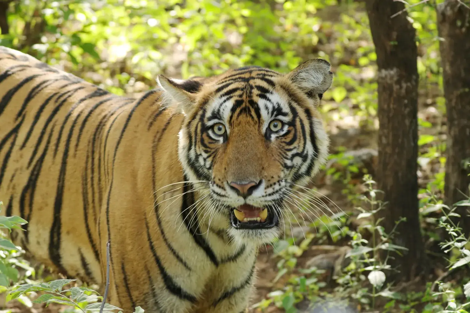 A tiger on the prowl in a forest