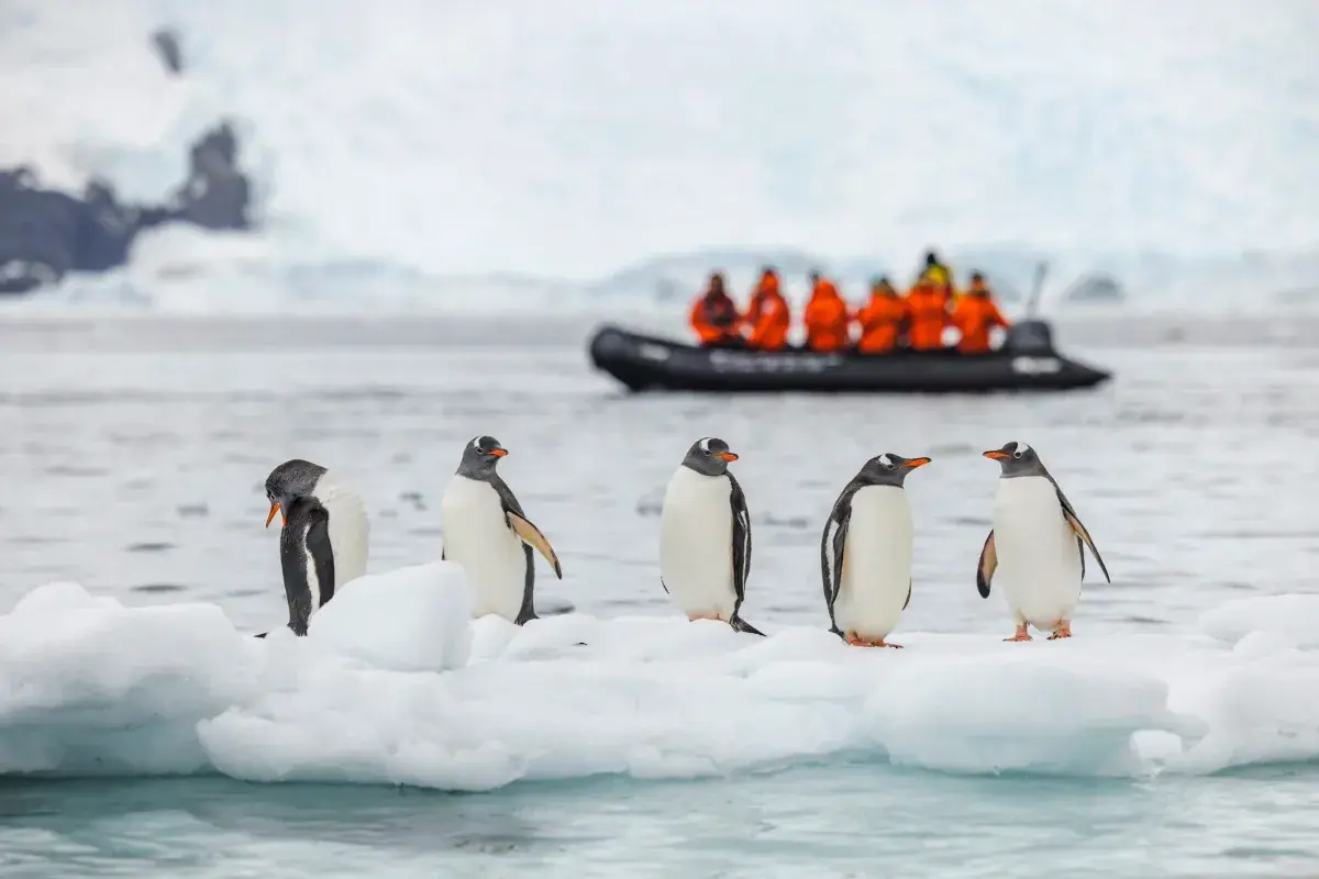 Penguins stand on a small icebert with a zodiac full of explorers behind