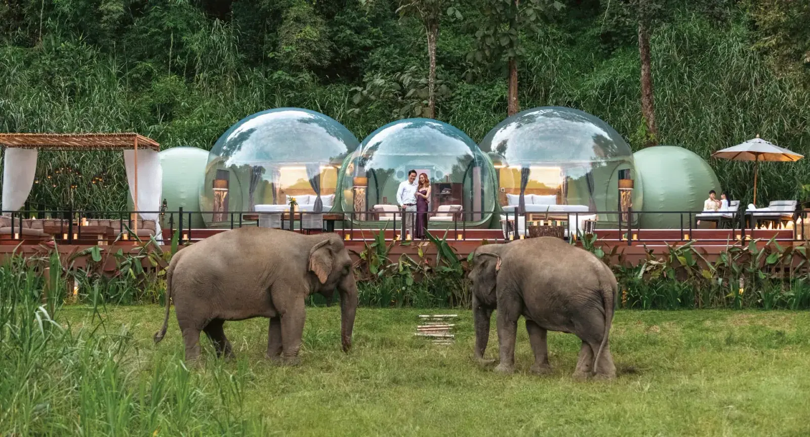 Elephants stand next to jungle bubbles in Chiang Rai, Thailand