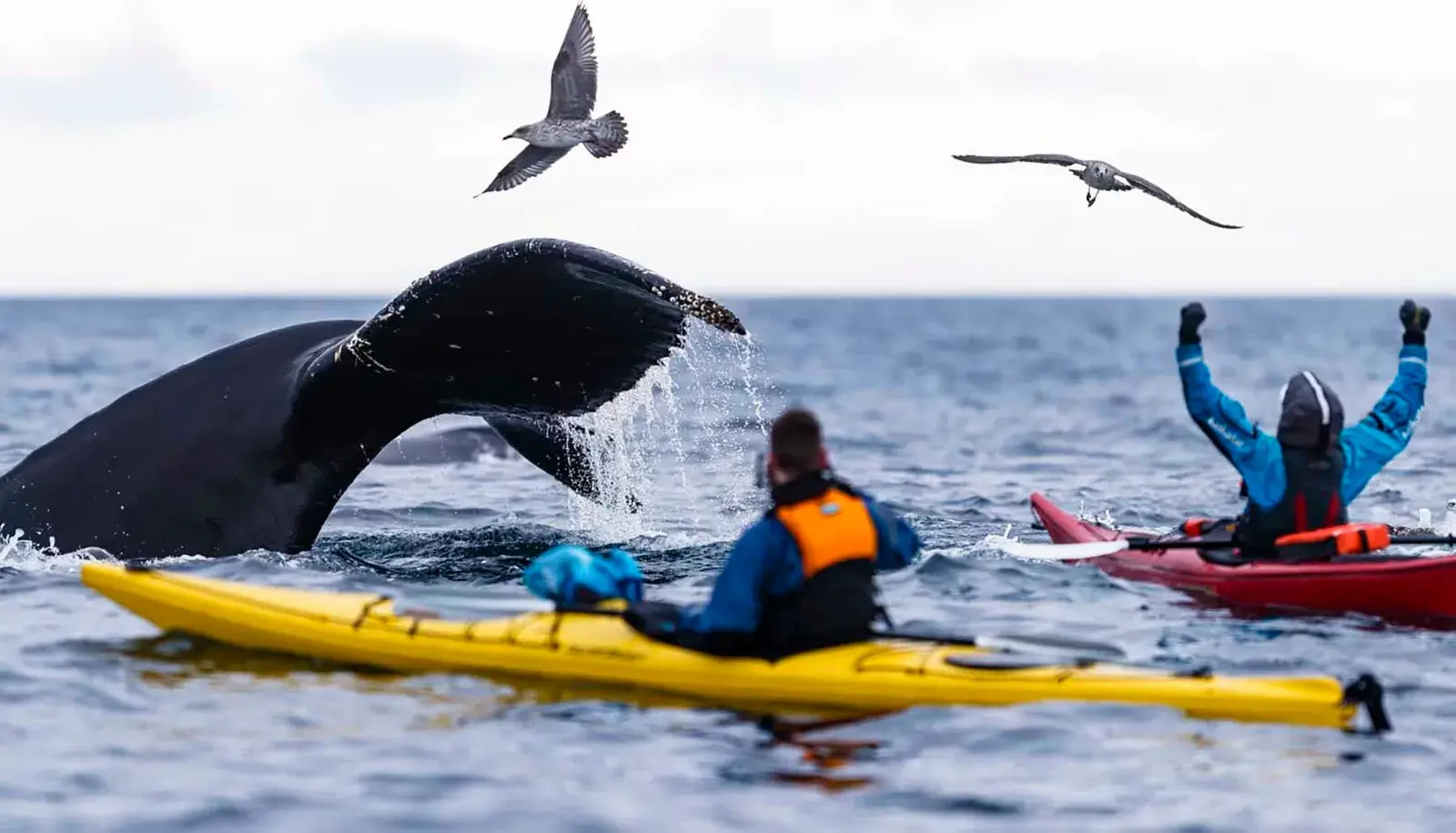 Quark Expeditions Ultramarine expedition kayakers with a whale