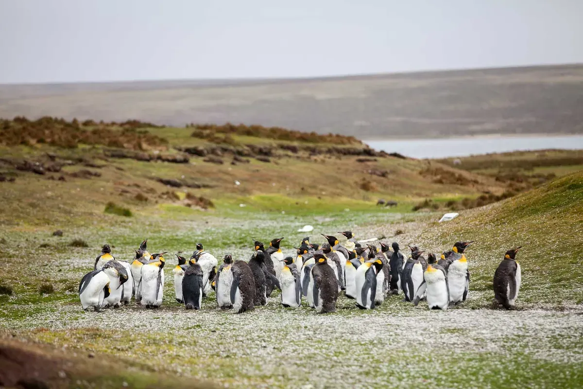Emperor penguins huddle together on a grassy area of the Falkland Islands