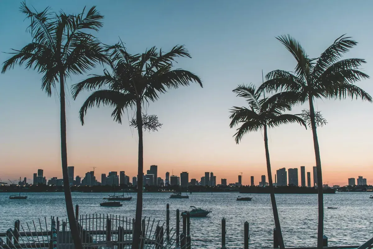 Palm trees in Florida at sunset