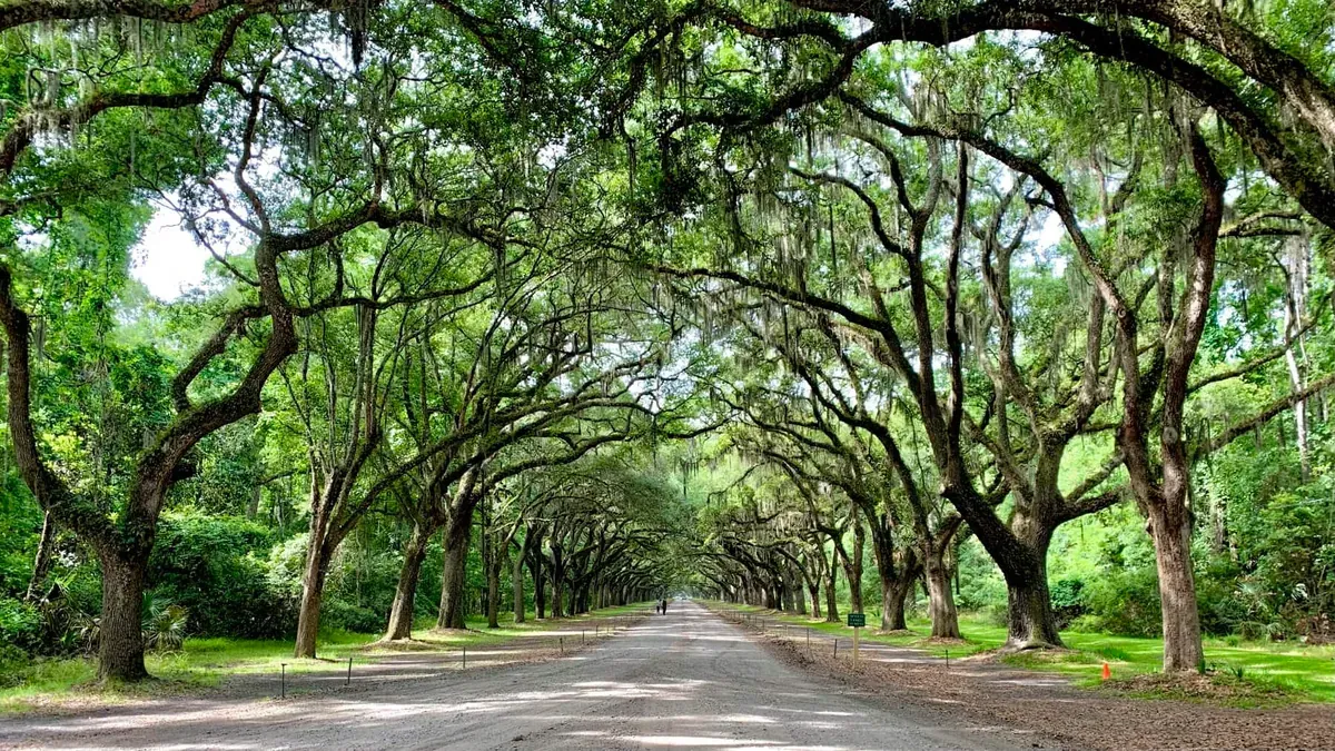A tree-lined street in Georgia, USA