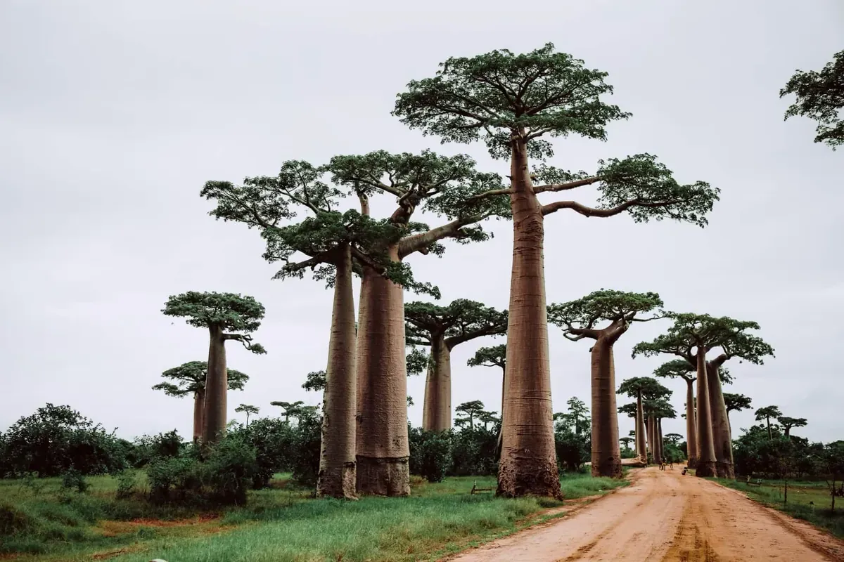 Huge trees along a dirt road in Madagascar