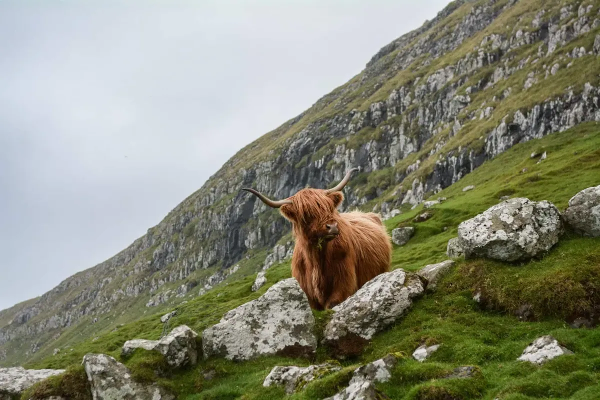 A fuzzy cow in the highlands of Scotland