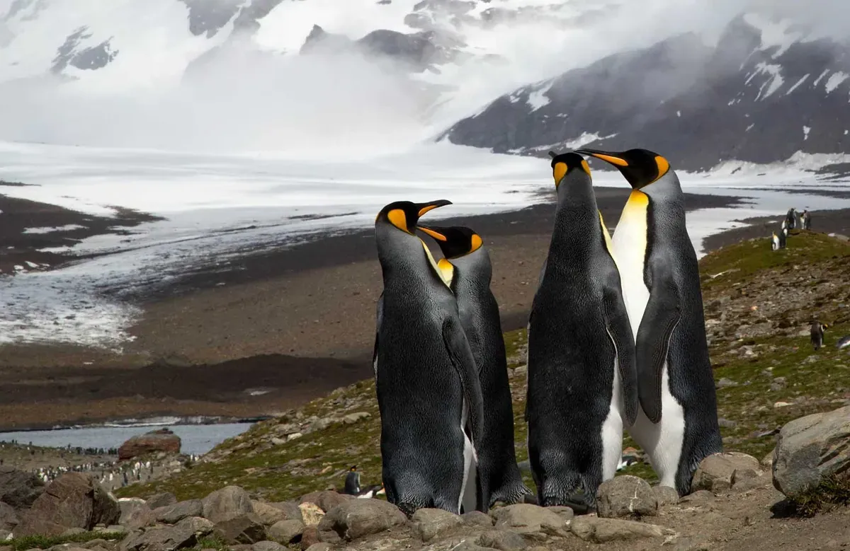 A group of emperor penguins huddling on South Georgia Island