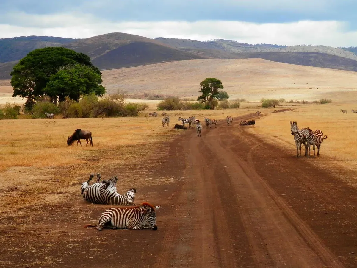 Aerial of safari jeeps in the bush of Tanzania