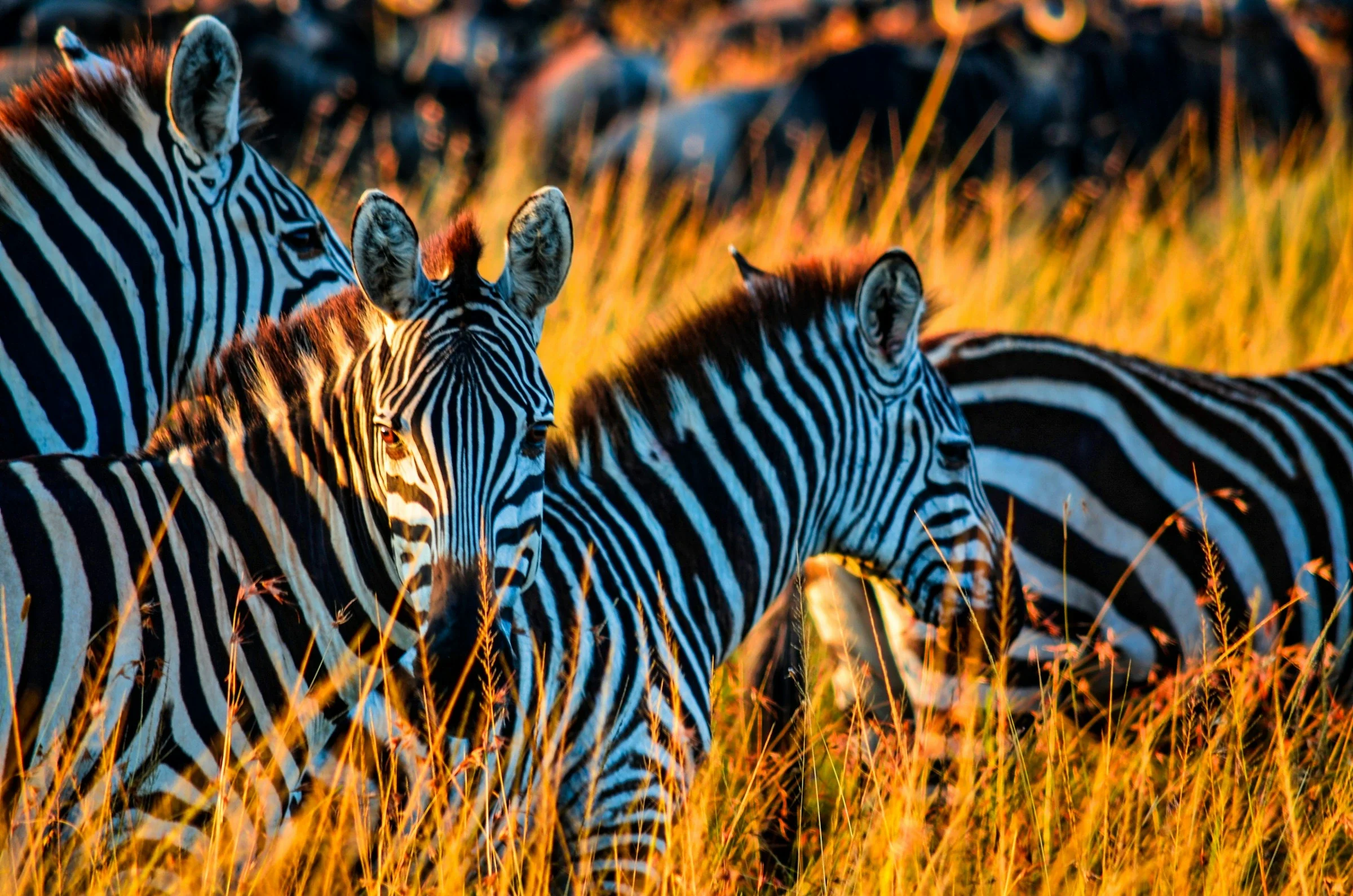 Zebras in golden grass at sunset, wildebeest behind them