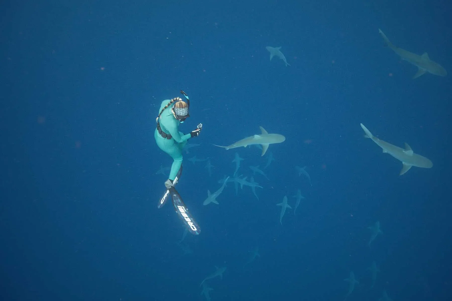 A diver swims with sharks