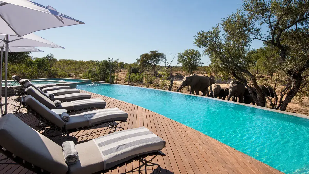 &Beyond Ngala Safari Lodge: Swimming Pool