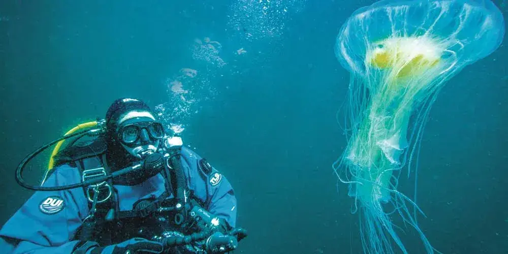 A scuba diver swims next to a jellyfish