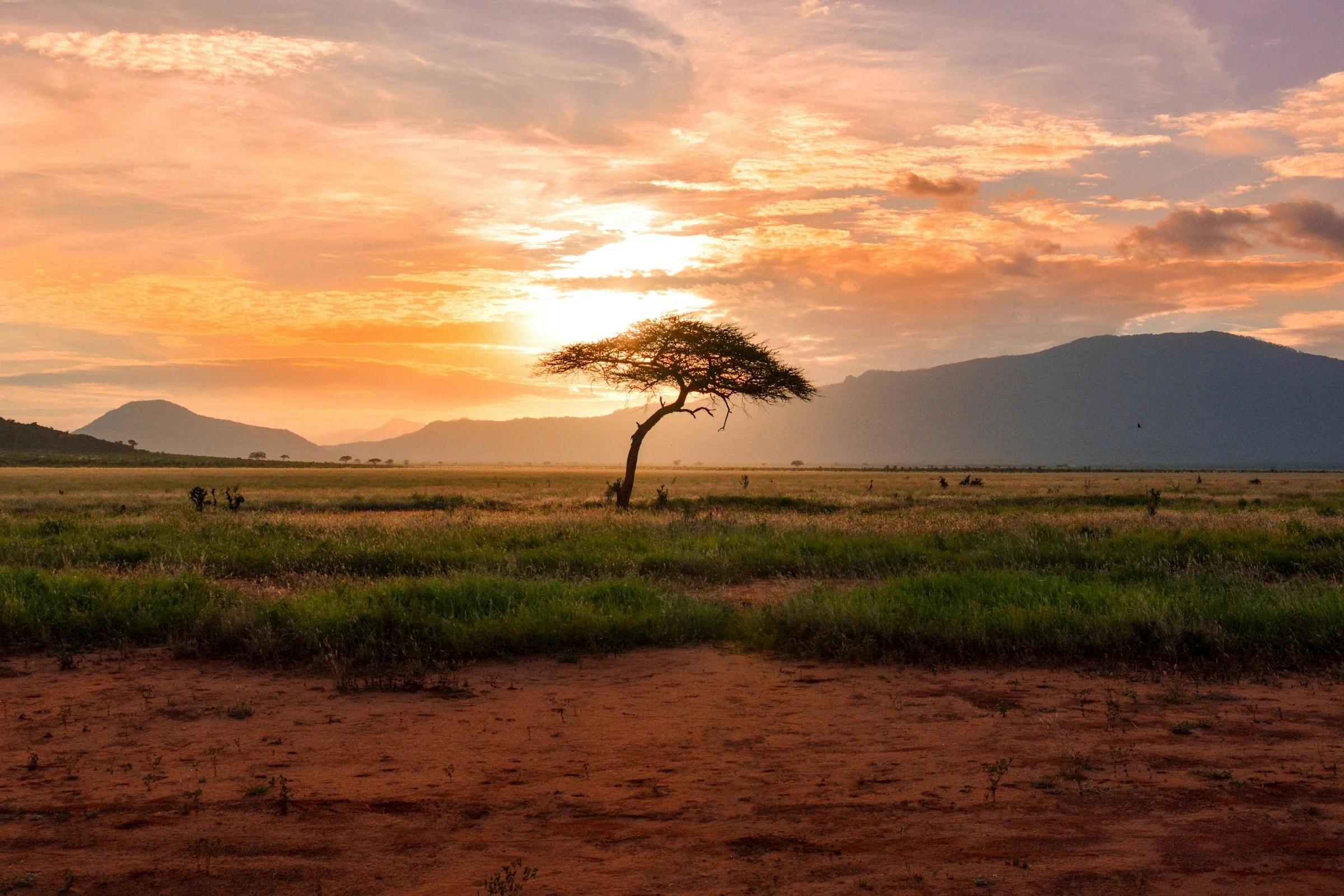 A lone acacia on the savanna at sunset