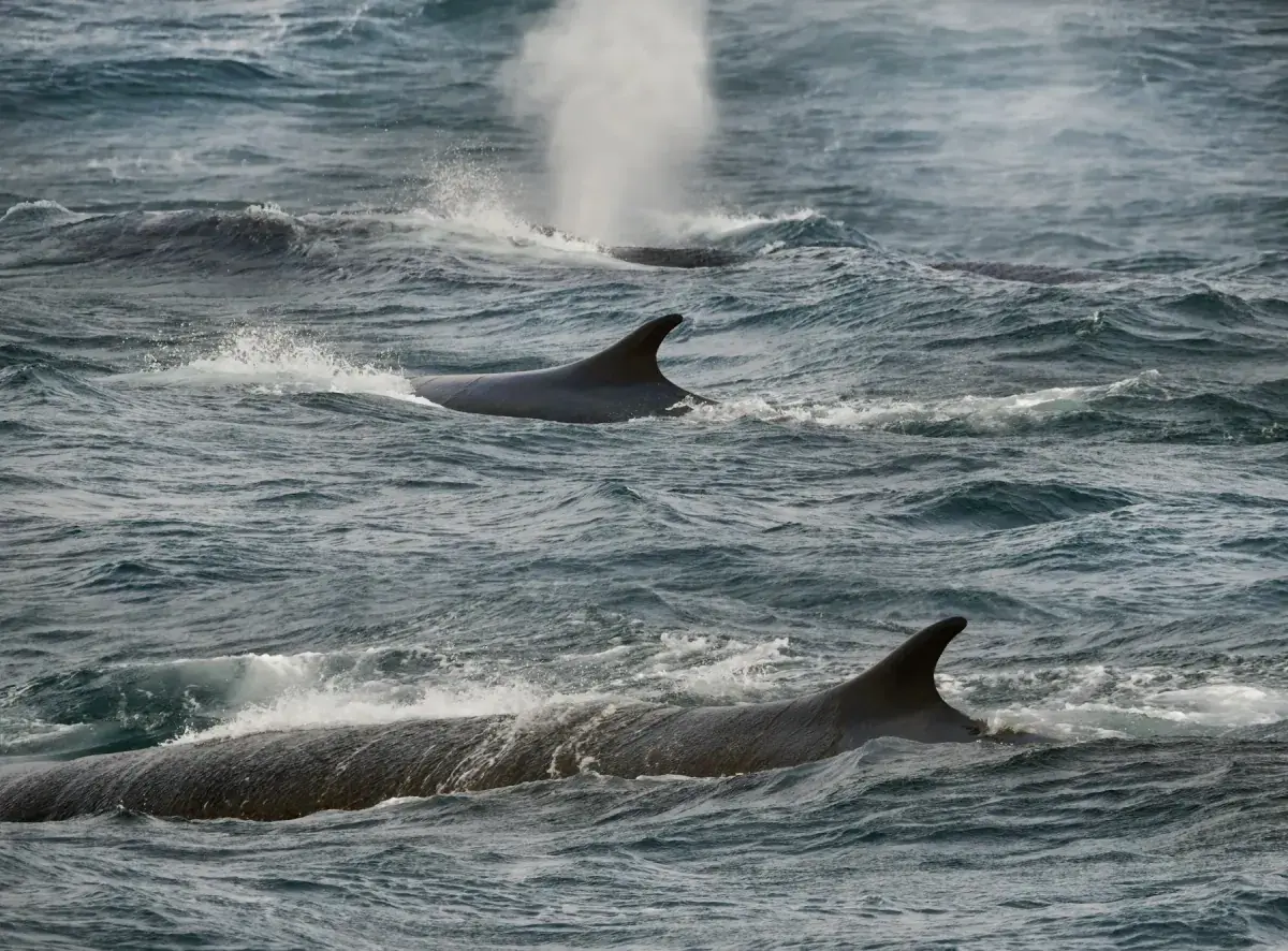 Humpback whales surfacing