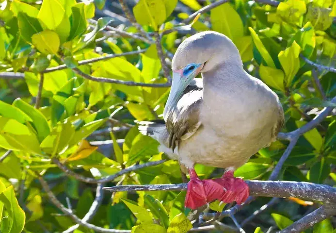 A red-footed boobie in a tree