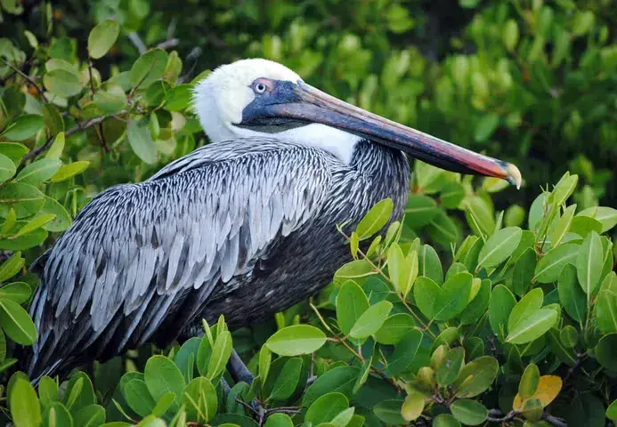 A pelican sits, surrounded by mangrove leaves