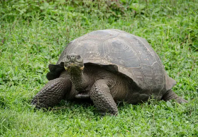 A giant tortoise walks through grass