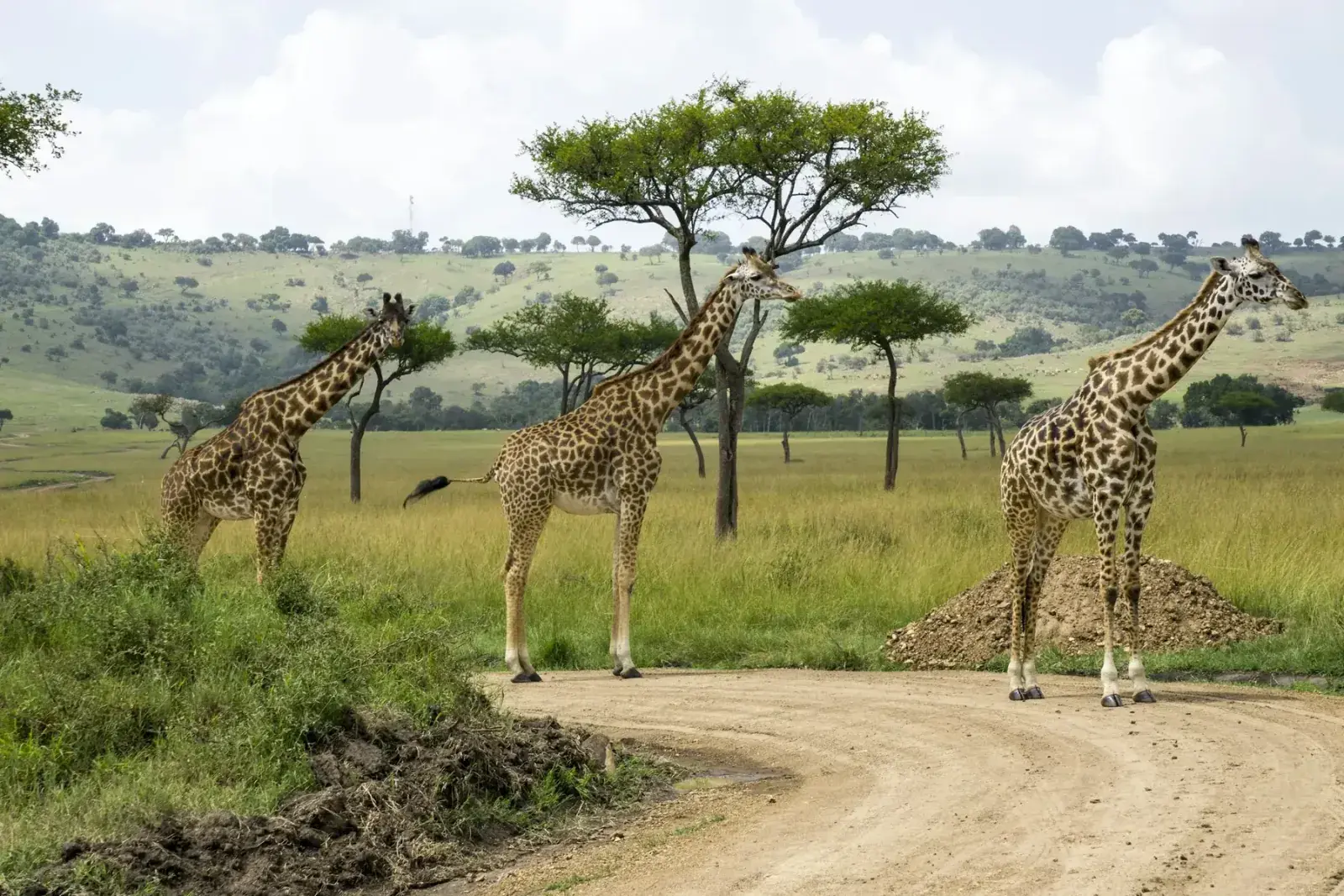Giraffes crossing a road in Kenya