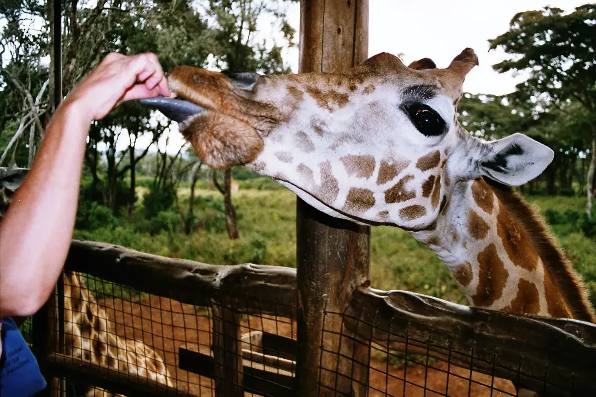 A giraffe eats from a man's hand