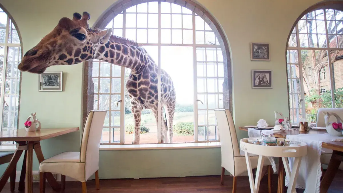 A giraffe pokes its head through a window of Giraffe Manor in Kenya