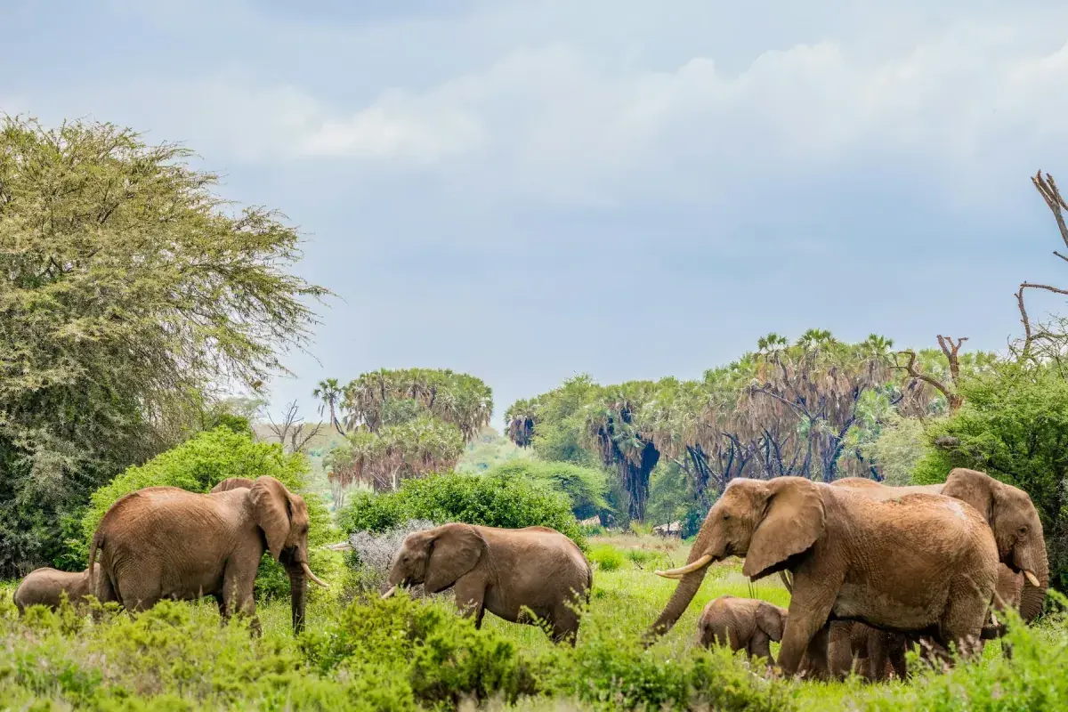 Elephants gathered in Kenya