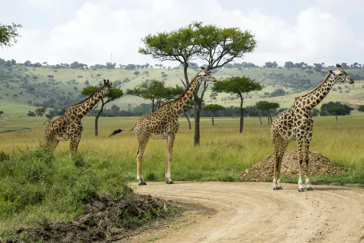 Giraffes crossing a road in Kenya
