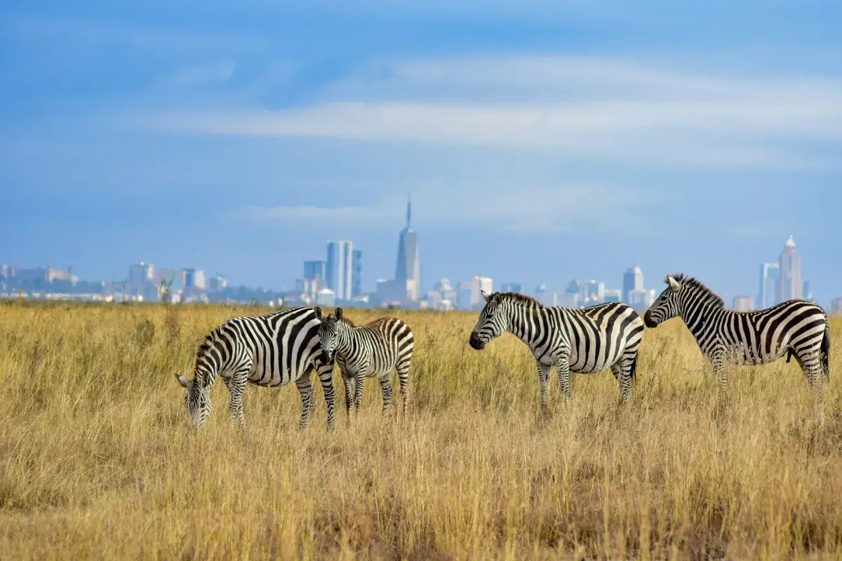 Zebras grazing in front of city skyline in Nairobi