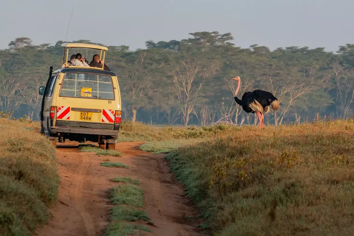 A jeep stops to view an ostrich in Kenya