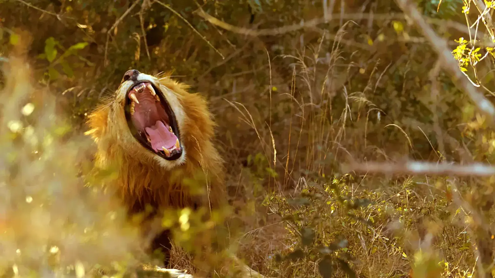 A male lion roars