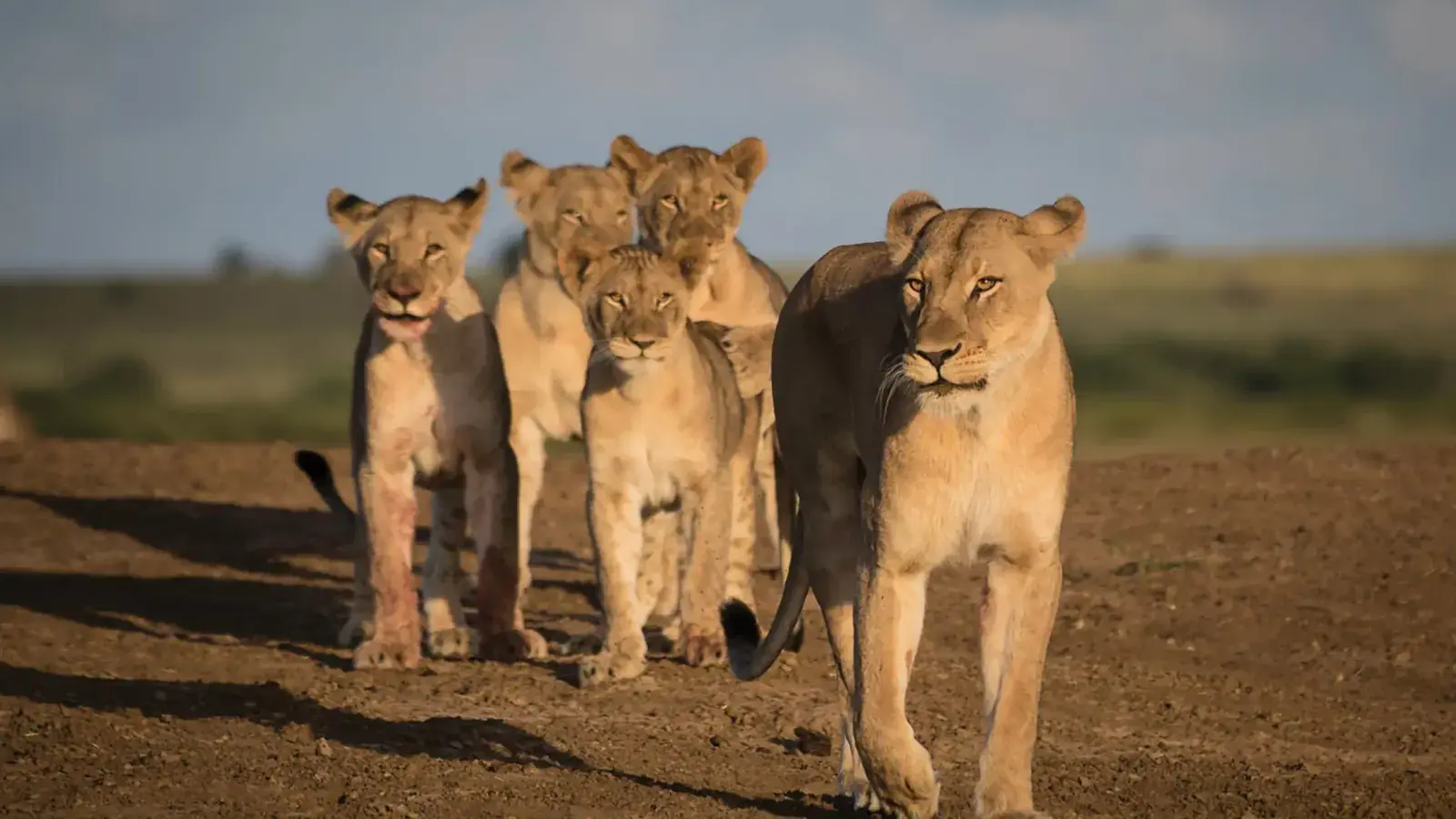 Lionesses walk down a dirt path