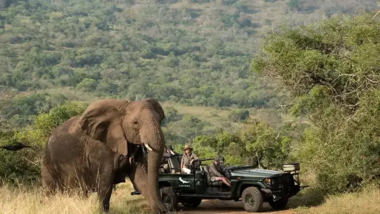 A male elephant walks past a safari jeep