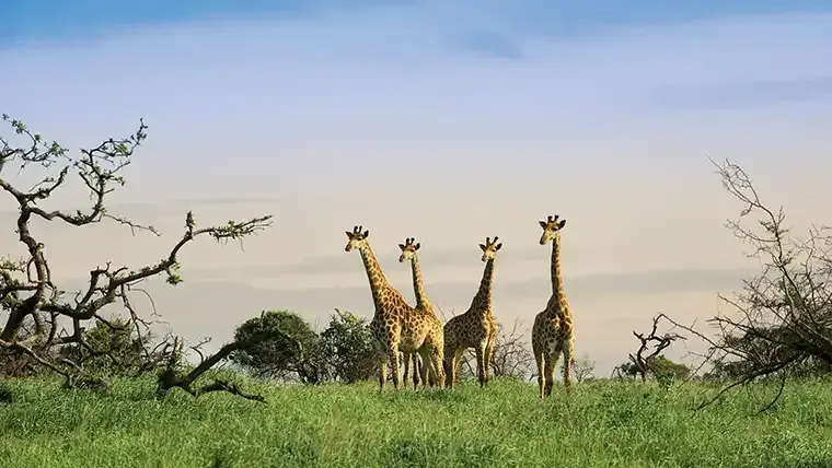 Four giraffes near &Beyond Phinda Mountain Lodge