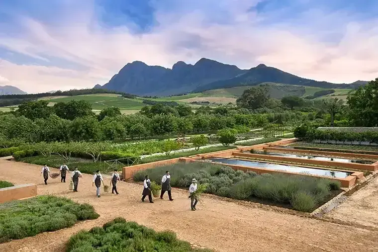 Aerial view of workers walking through gardens at Babylonstoren