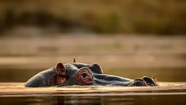 A hippo peeks up from a pond