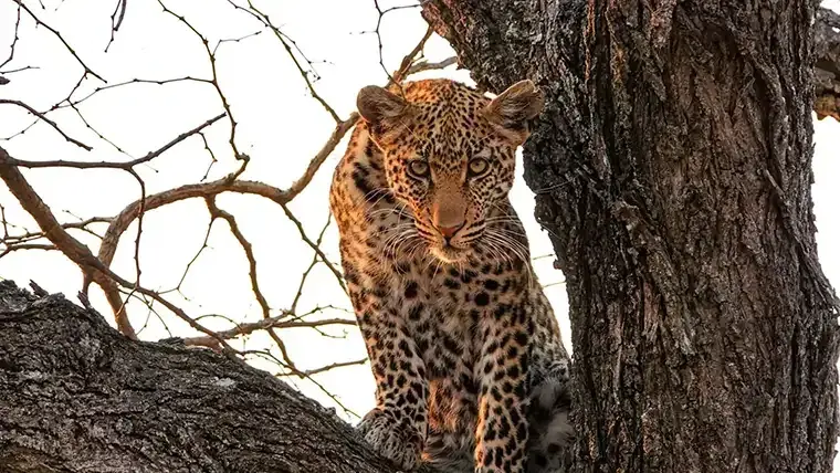 A leopard peers from a tree in Kruger