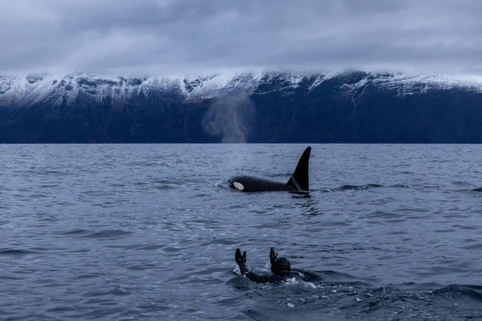 Snorkeler in a drysuit swimming near a wild orca in Arctic Norway
